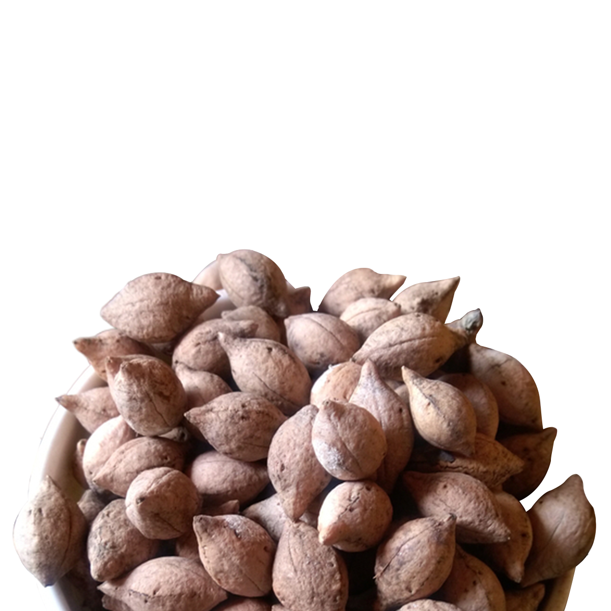 Putrajeevak Seeds