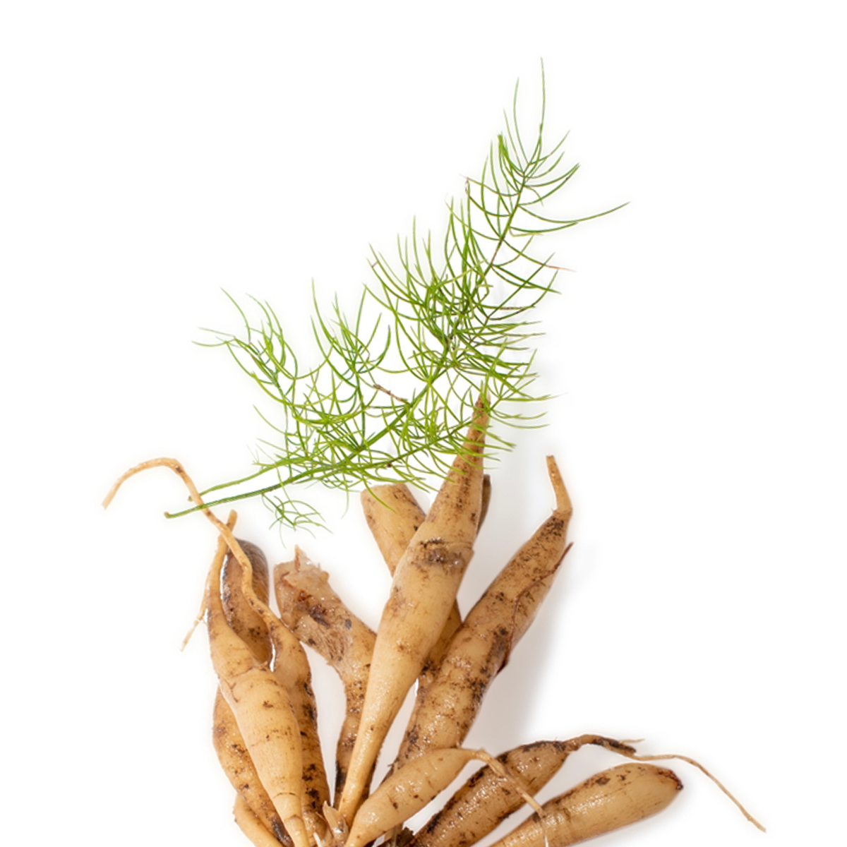 Shatavari Herb