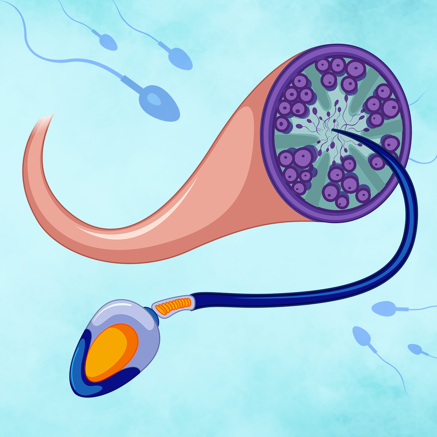 Sperm